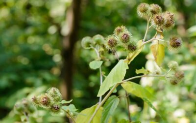 Arctium lappa (BARDANA, RUIBARBO-CIGANO)