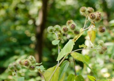 Arctium lappa - BARDANA
