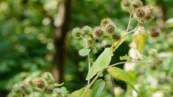 Arctium lappa - BARDANA