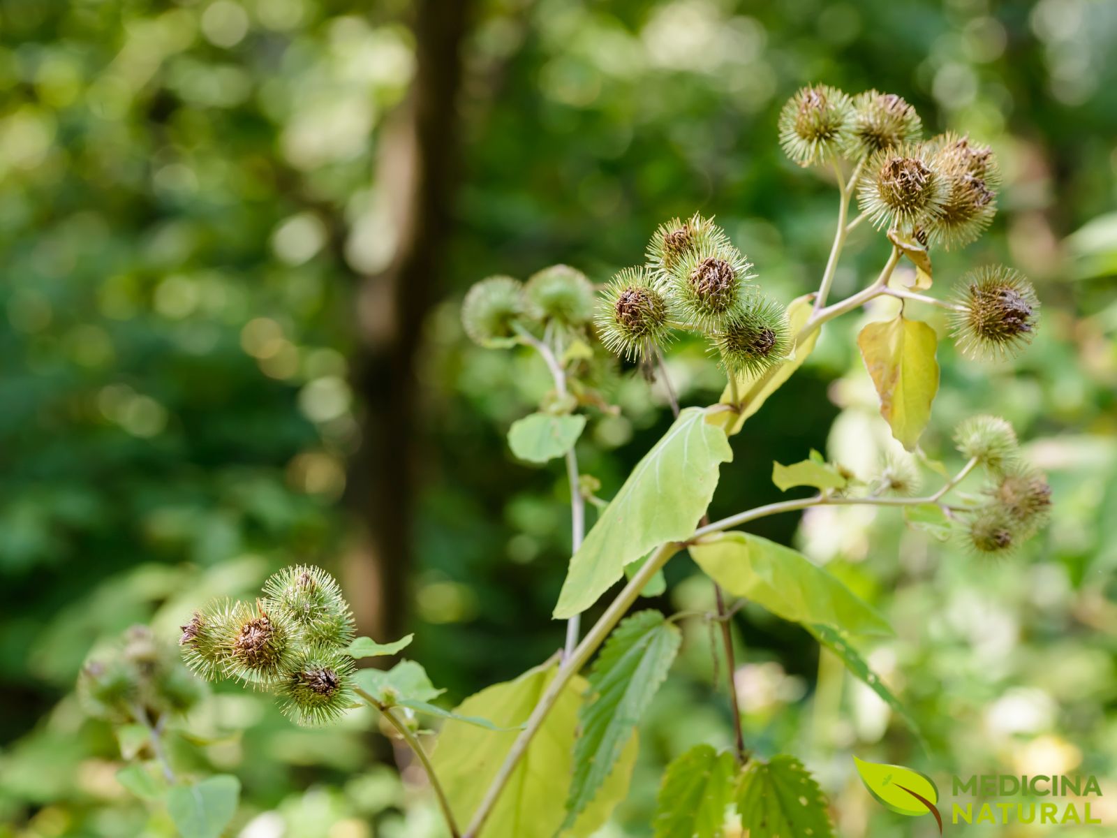 Arctium lappa - BARDANA