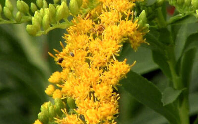 Arnica-do-Brasil: saiba para que serve