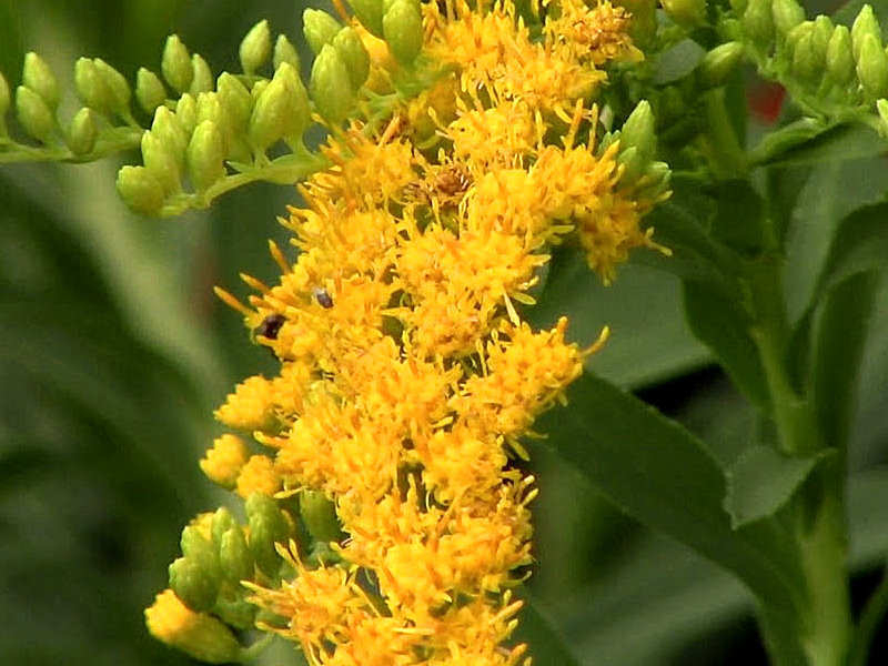 Arnica-do-Brasil - Solidago microglossa