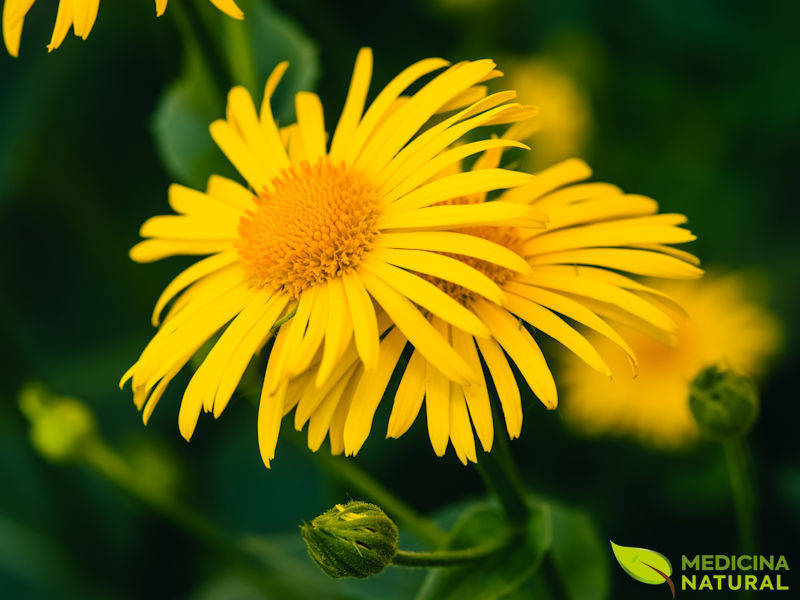 Arnica montana