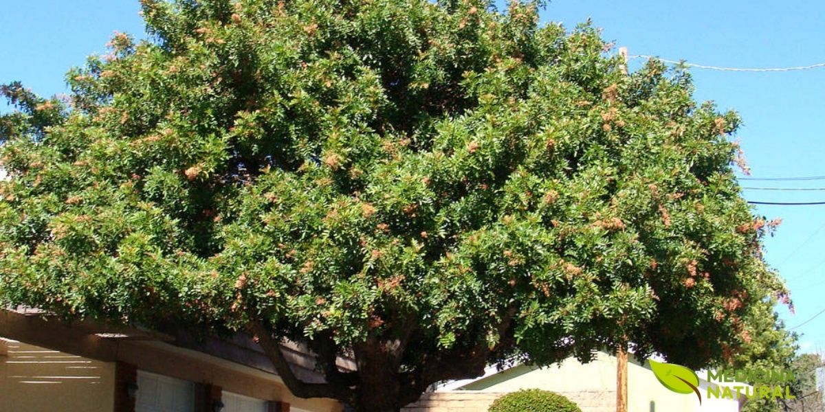 A RENISUS incluiu a aroeira por sua ação antimicrobiana e anti-inflamatória ginecológica. O SUS disponibiliza o gel vaginal de aroeira para tratamento de vaginites, oferecendo às mulheres brasileiras uma opção terapêutica eficaz desenvolvida com planta nativa.