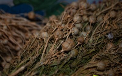 Peganum harmala – ARRUDA-DA-SÍRIA