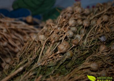 Arruda-da-Síria - Peganum harmala