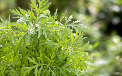 Artemísia: saiba para que serve a planta