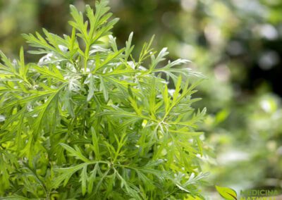 Artemísia - Artemisia vulgaris