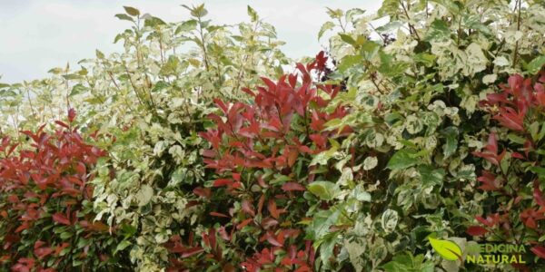A árvore de aurora (Populus candicans) em seu esplendor, exibindo sua folhagem colorida. Este híbrido de álamo é valorizado tanto por sua beleza ornamental quanto por suas propriedades medicinais, sendo uma fonte natural de salicina, o precursor da aspirina. Seus botões e casca são usados há séculos na medicina tradicional. Fonte: The Biking Gardener