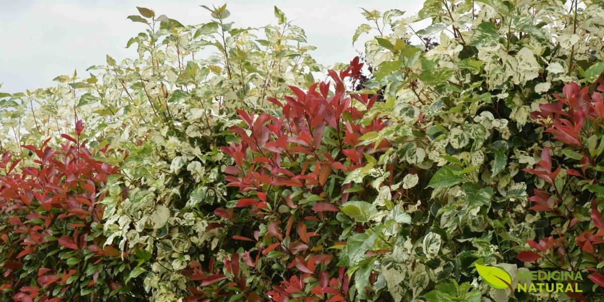 A árvore de aurora (Populus candicans) em seu esplendor, exibindo sua folhagem colorida. Este híbrido de álamo é valorizado tanto por sua beleza ornamental quanto por suas propriedades medicinais, sendo uma fonte natural de salicina, o precursor da aspirina. Seus botões e casca são usados há séculos na medicina tradicional. Fonte: The Biking Gardener