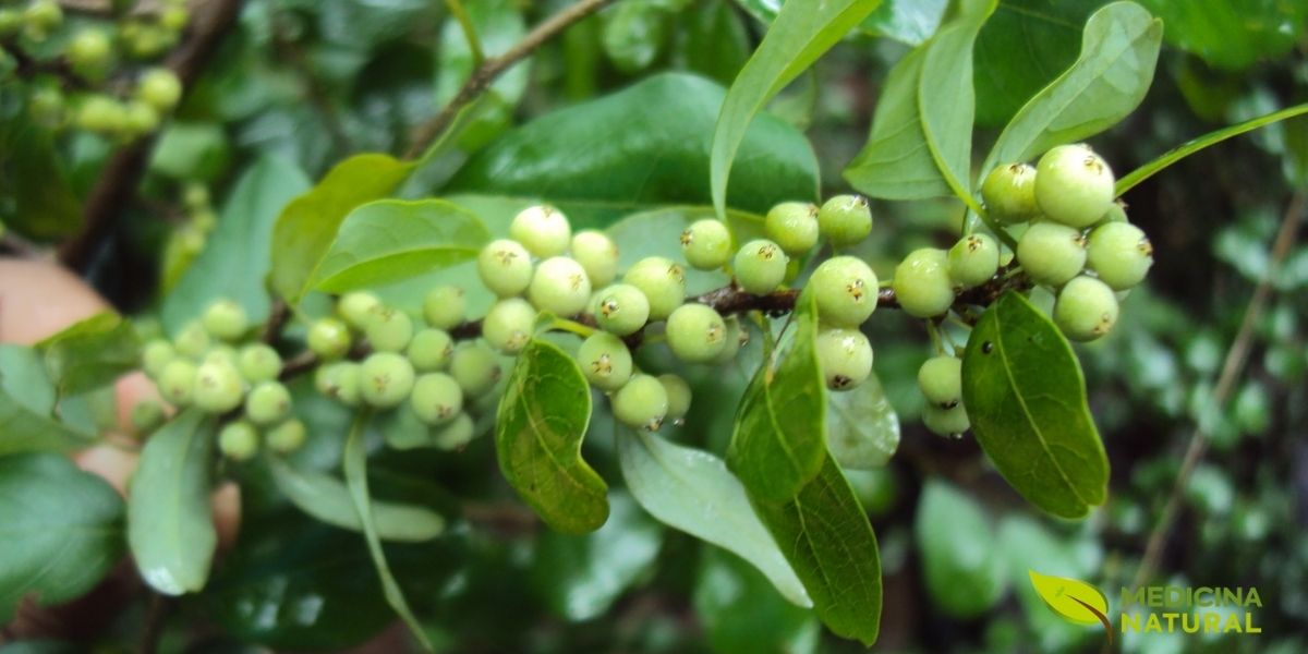 A árvore Commiphora wightii, também conhecida como guggul ou mirra-mukul, em seu habitat natural árido nas regiões desérticas da Índia. Esta pequena árvore espinhosa, que raramente ultrapassa 4 metros de altura, é a fonte da preciosa resina de guggul. A espécie está atualmente listada como Criticamente Ameaçada pela IUCN devido à colheita excessiva e perda de habitat, destacando a importância crítica de fontes sustentáveis e certificadas. Fonte: iNaturalist