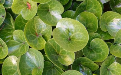Asarum europaeum – ASARO-EUROPEU