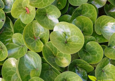 Asarum europaeum - ASARO-EUROPEU