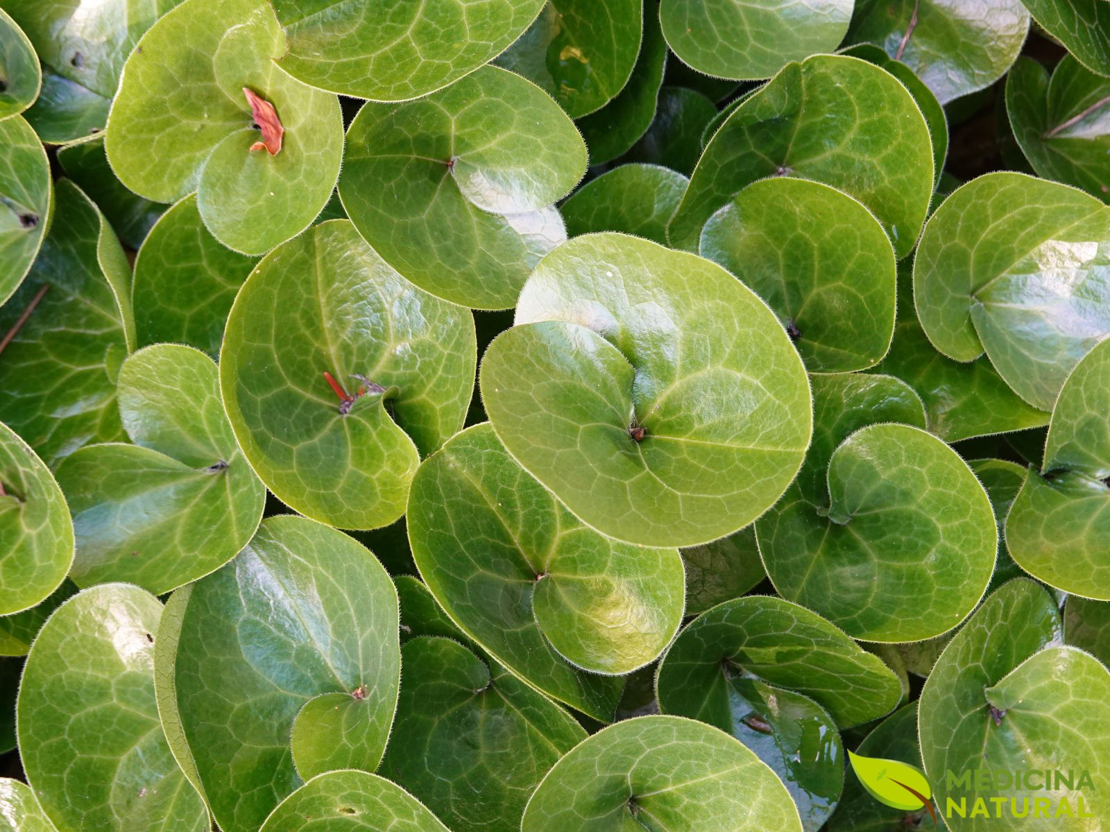 Asarum europaeum - ASARO-EUROPEU