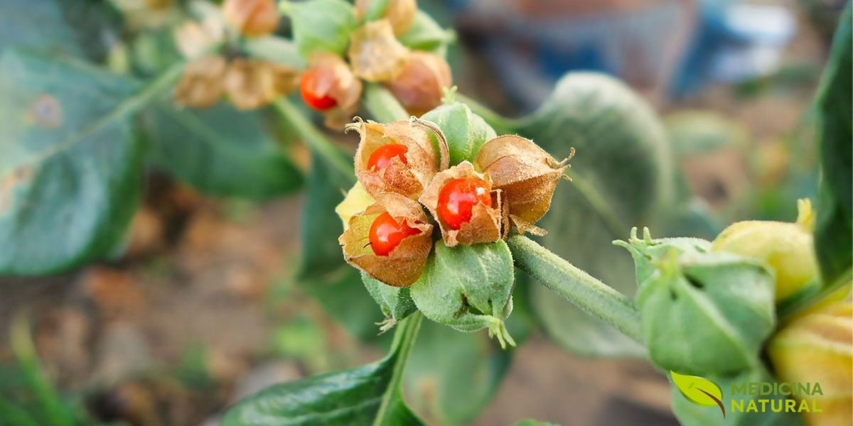 Planta de ashwagandha (Withania somnifera) exibindo seus frutos maduros envoltos em cálice característico. Conhecida como 'ginseng indiano', esta planta adaptógena é fundamental na medicina ayurvédica há 3.000 anos. Estudos científicos demonstram que a ashwagandha reduz significativamente a ansiedade e previne convulsões durante a síndrome de abstinência alcoólica, com eficácia comparável ao diazepam, porém sem causar dependência.