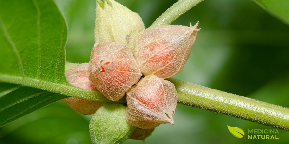 As flores e frutos da ashwagandha (Withania somnifera) contêm os preciosos withanolides, compostos esteroidais naturais responsáveis pelos efeitos anabólicos da planta. Utilizada há mais de 3.000 anos na medicina ayurvédica, a ashwagandha ganhou reconhecimento científico moderno como o adaptógeno mais potente para otimização hormonal e ganho de massa muscular. Estudos clínicos demonstram que a suplementação com 600 mg diários de extrato padronizado pode aumentar a testosterona em até 434% comparado ao placebo, tornando-a essencial para praticantes de musculação natural.