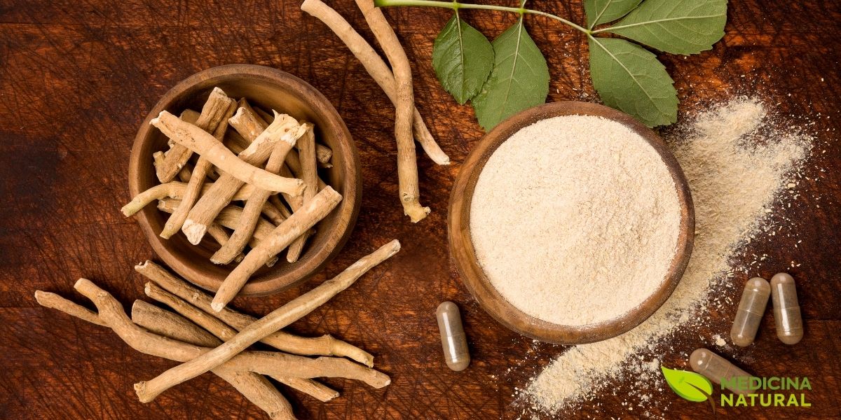 As raízes da Ashwagandha são a principal fonte de seus compostos bioativos. Secas e moídas, elas são transformadas em um pó fino que pode ser consumido em chás, cápsulas ou misturado a alimentos, sendo a forma mais comum de uso para combater o estresse e a ansiedade.