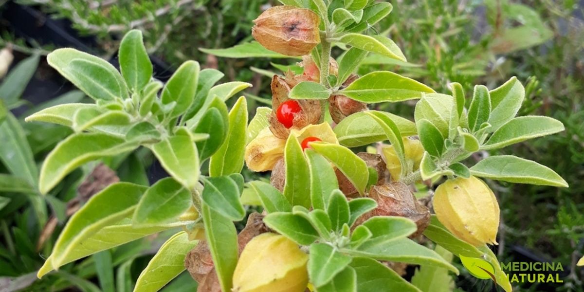 A planta de Ashwagandha (Withania somnifera) com seus característicos frutos amarelos envoltos em cálices, uma das ervas adaptogênicas mais reverenciadas da medicina ayurvédica. Conhecida por sua capacidade de reduzir os níveis de cortisol e modular a resposta ao estresse, a Ashwagandha é um aliado natural poderoso no tratamento da depressão relacionada ao estresse crônico, promovendo calma, resiliência mental e equilíbrio emocional.