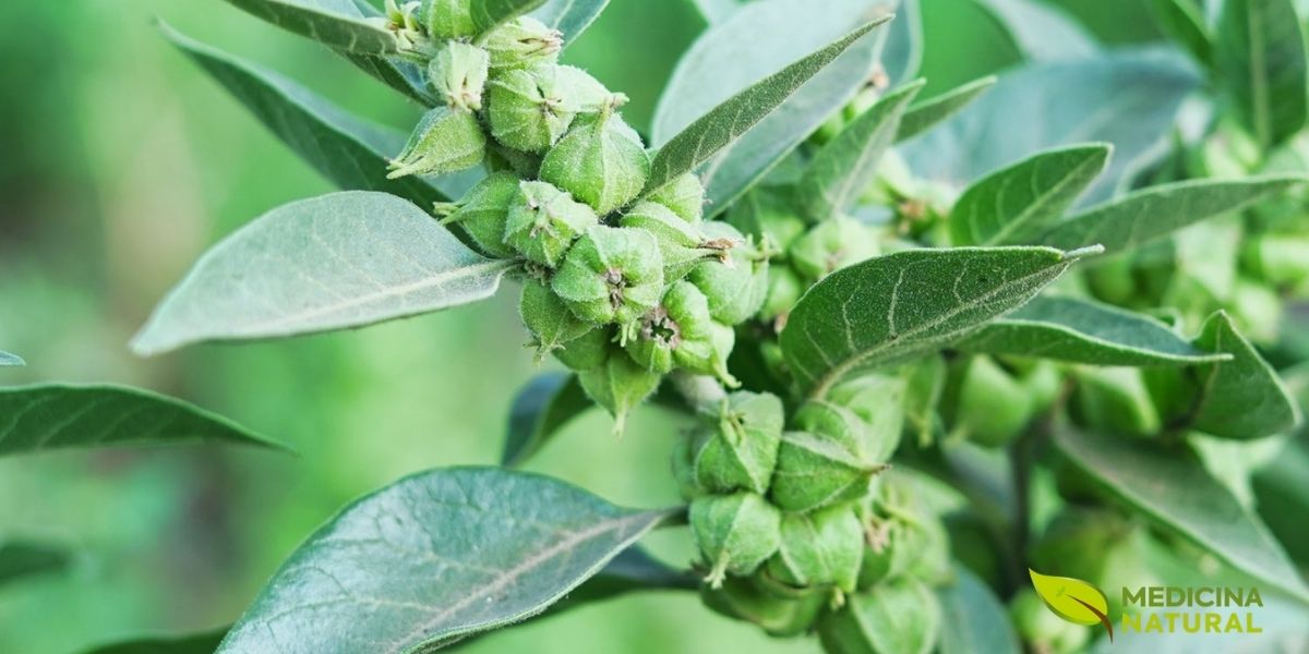O cultivo da ashwagandha (Withania somnifera) requer clima tropical a subtropical, sendo nativa da Índia e do Oriente Médio. Para uso medicinal na musculação, utiliza-se principalmente a raiz seca e moída, que concentra os withanolides em maior quantidade. A planta inteira possui propriedades adaptógenas que ajudam o corpo a lidar com o estresse físico do treino intenso, reduzindo o cortisol (hormônio catabólico) e promovendo um ambiente hormonal favorável ao anabolismo muscular. É fundamental escolher extratos padronizados com no mínimo 5% de withanolides para garantir eficácia.