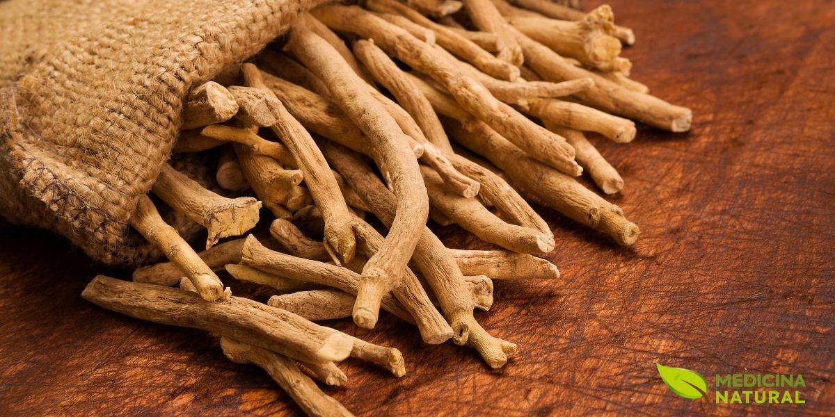 As raízes secas de Ashwagandha, prontas para serem moídas, são a matéria-prima para a maioria dos suplementos. O processo de secagem concentra seus compostos ativos, potencializando seus efeitos no alívio do estresse, na melhoria do sono e no fortalecimento do sistema imunológico.