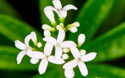 Aspérula-odorífera: saiba para que serve