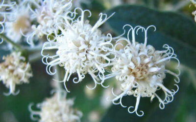 Assa-peixe: saiba para que serve a planta