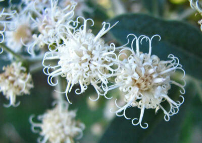 Assa-peixe - Vernonia polyanthes