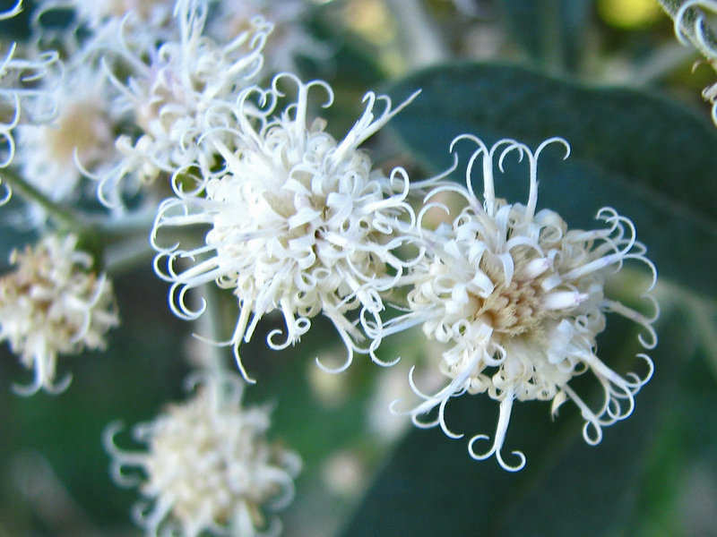 Assa-peixe - Vernonia polyanthes