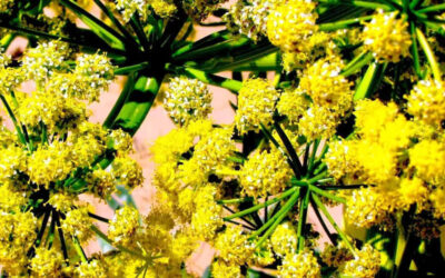 Assafétida (férula): saiba para que serve