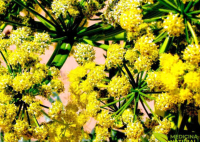 Assafétida - Ferula assafoetida