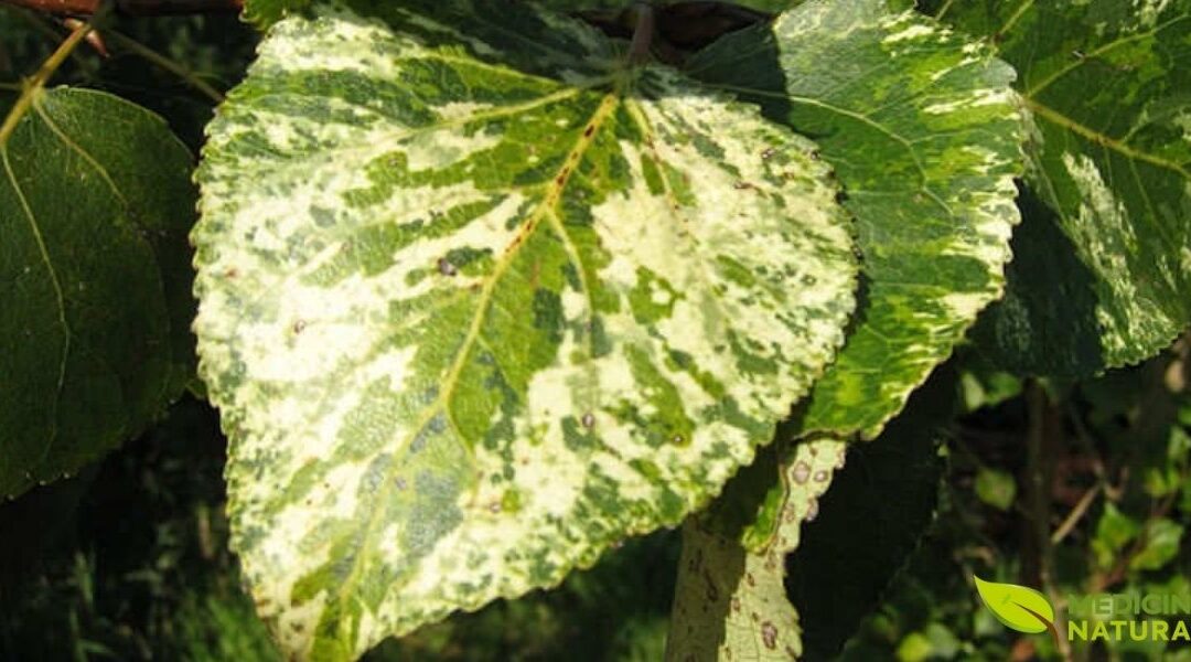 Aurora (Populus candicans): A Aspirina da Natureza