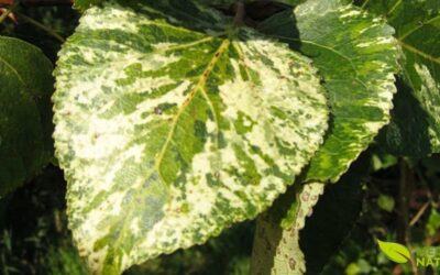 Aurora (Populus candicans): A Aspirina da Natureza