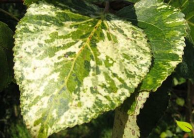 As folhas da aurora (Populus candicans) são sua marca registrada, com manchas em tons de creme, rosa e verde que lembram o nascer do sol. Esta característica a torna uma árvore ornamental popular, mas sua beleza esconde um poderoso segredo medicinal: a salicina, um composto com efeito analgésico e anti-inflamatório.