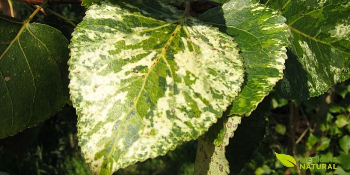 As folhas da aurora (Populus candicans) são sua marca registrada, com manchas em tons de creme, rosa e verde que lembram o nascer do sol. Esta característica a torna uma árvore ornamental popular, mas sua beleza esconde um poderoso segredo medicinal: a salicina, um composto com efeito analgésico e anti-inflamatório. As folhas da aurora (Populus candicans) são sua marca registrada, com manchas em tons de creme, rosa e verde que lembram o nascer do sol. Esta característica a torna uma árvore ornamental popular, mas sua beleza esconde um poderoso segredo medicinal: a salicina, um composto com efeito analgésico e anti-inflamatório.