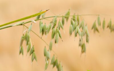 Avena sativa (AVEIA-COMUM; OATS)