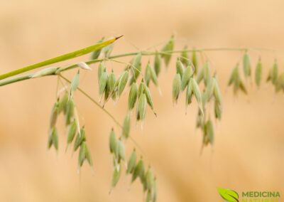 Avena sativa - AVEIA