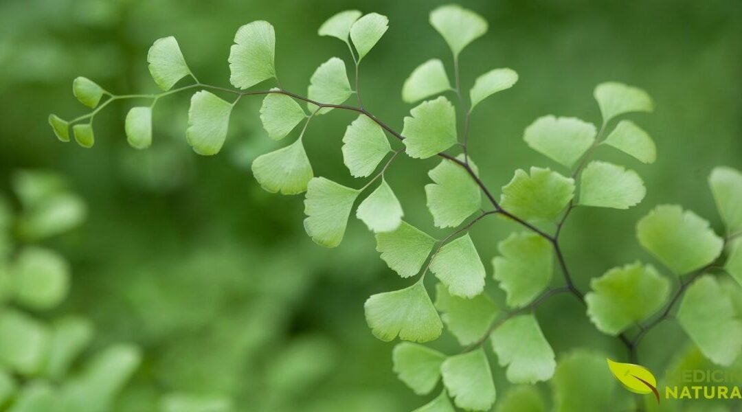 Avenca: O Segredo Milenar para Cabelos Fortes e Respiração Livre