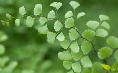 Avenca: O Segredo Milenar para Cabelos Fortes e Respiração Livre