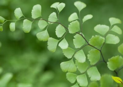 Avenca - Adiantum capillus-veneris