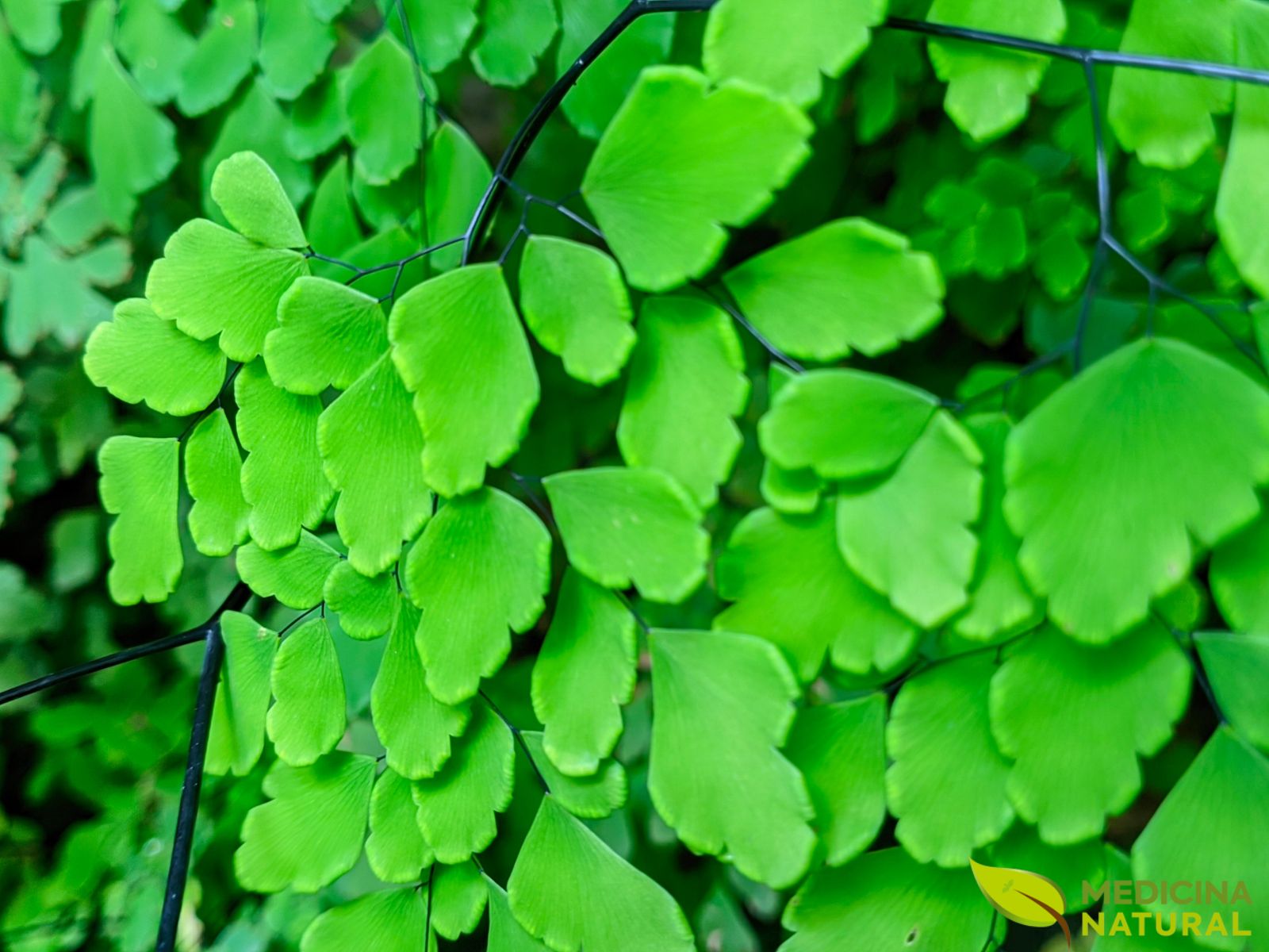 Avenca - Adiantum capillus-veneris