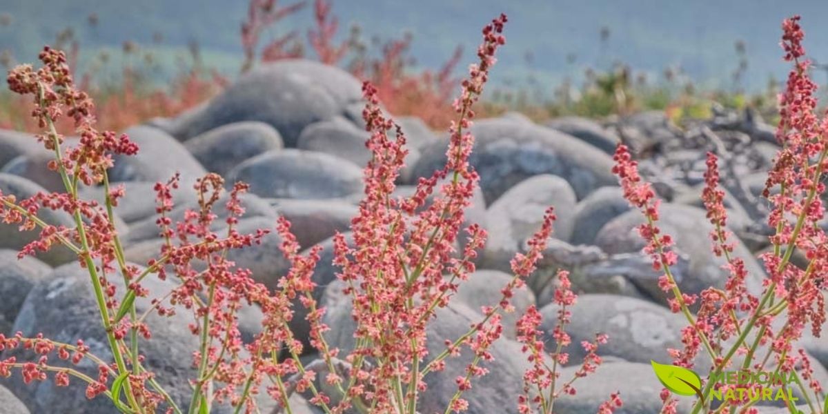 Inflorescências avermelhadas características da Rumex acetosella, formando espigas delicadas que se destacam no habitat natural da planta.
