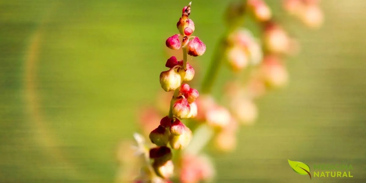 As inflorescências avermelhadas da azedinha (Rumex acetosella) surgem em delicadas espigas durante a primavera e o verão, transformando campos e jardins em tapetes de tons rosados e avermelhados. Estas pequenas flores, organizadas em panículas terminais, são compostas por flores masculinas e femininas separadas, característica típica da família Polygonaceae. Embora discretas individualmente, quando agrupadas criam um espetáculo visual marcante. As flores são seguidas pela produção de pequenas sementes aladas que se dispersam facilmente pelo vento, contribuindo para a ampla distribuição geográfica da espécie em regiões temperadas ao redor do mundo.