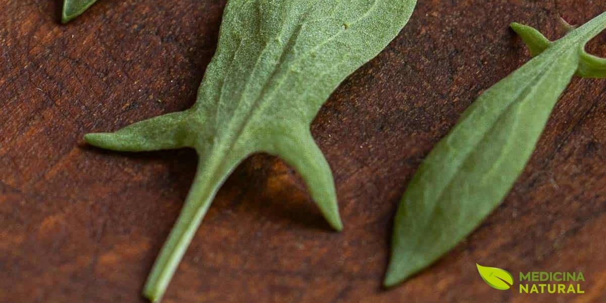 Detalhe das folhas com formato distintivo, composição química (vitamina C, flavonoides apigenina e luteolina), propriedades (depurativas e anti-inflamatórias), usos tradicionais frescos e secos, e importância na fitoterapia.