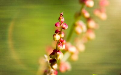 Rumex acetosella (AZEDINHA)