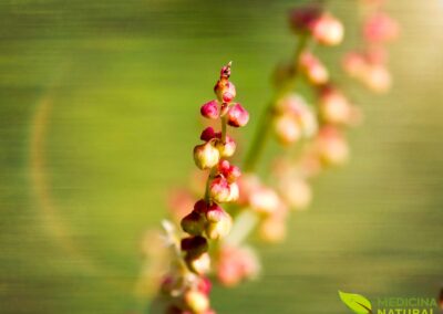 Rumex acetosella - AZEDINHA, ERVA-AZEDA