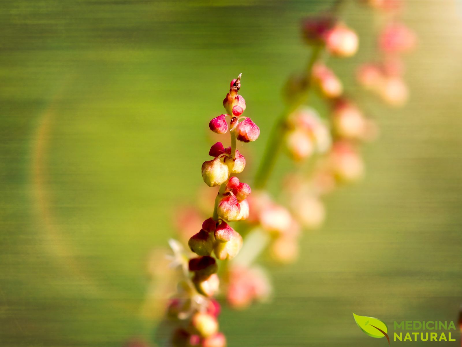 Rumex acetosella - AZEDINHA, ERVA-AZEDA