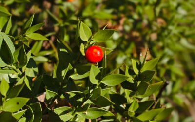 Ruscus aculeatus (AZEVINHO-MENOR)