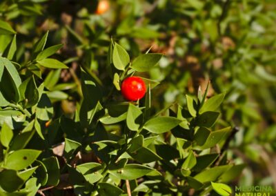 Ruscus aculeatus - AZEVINHO-MENOR, GILBARDEIRA; VASSOURA-DOS-AÇOUGUEIROS