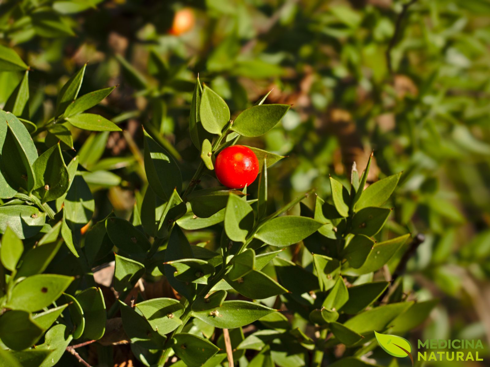 Ruscus aculeatus - AZEVINHO-MENOR, GILBARDEIRA; VASSOURA-DOS-AÇOUGUEIROS