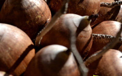 Óleo de Babaçu: Descubra Seus Poderes Incríveis!